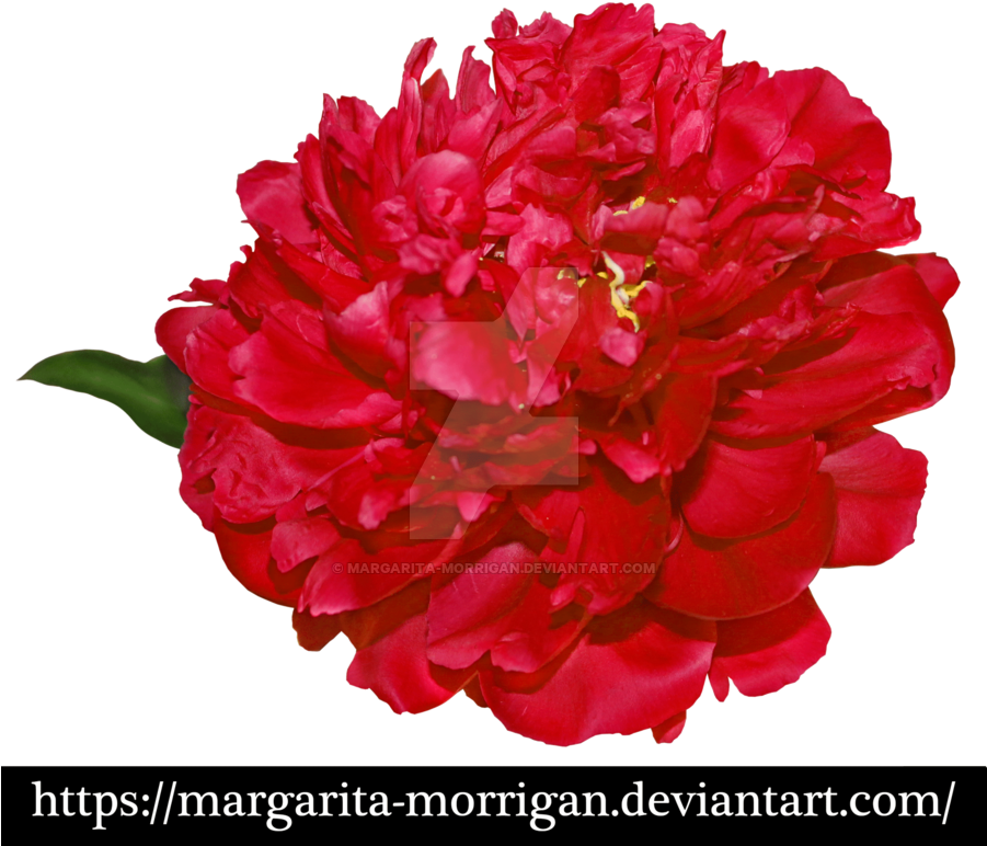 Red Peony By Margarita-morrigan - Peony Png (900x808)