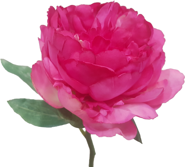 Short Stem Artificial Beauty Peony - House (800x600)