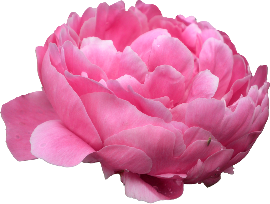 Peony Png 08 By Thy Darkest Hour - Flowers Png Peony (900x679)