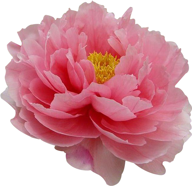 Moutan Peony Flower Tree Peony Paeonia Coral Charm - 牡丹 花 (1024x768)