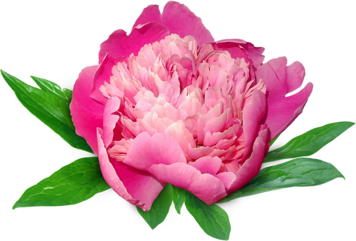 Peonies - Пионы Пнг (700x474)