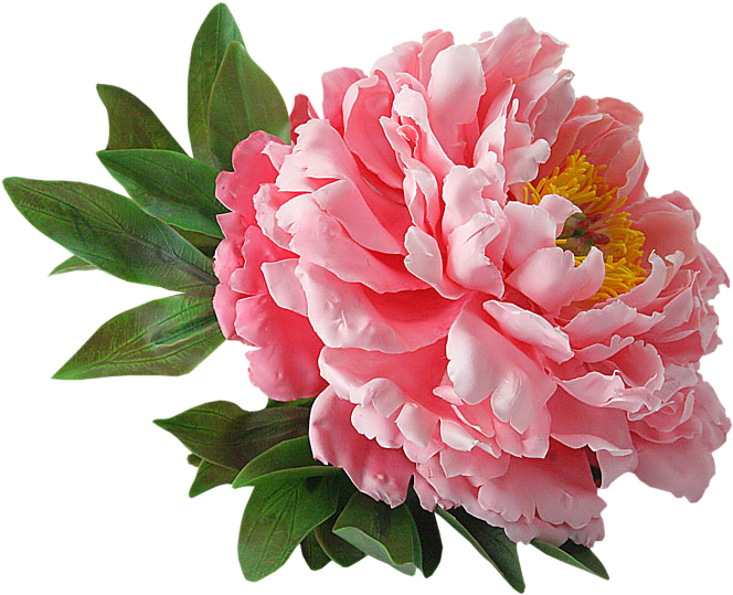 Peonies - Hoy Corte Una Flor (675x562)