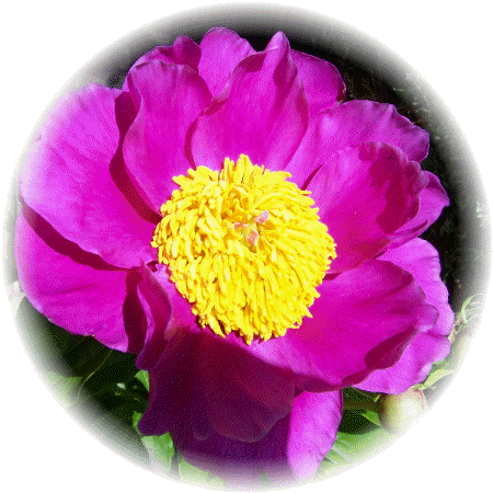 Peony - Peony (450x450)