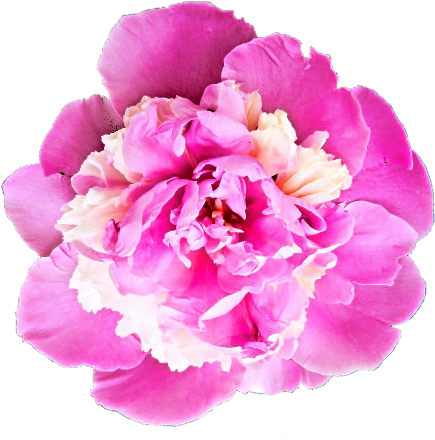 Dark Pink Peony By Jeanicebartzen27 - Flower Bale Images Png (905x882)