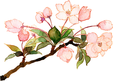 Sunflower / Handrawn Coloured Flowers On Branch / Handrawn - Spring Overlay Tumblr Transparent (500x415)