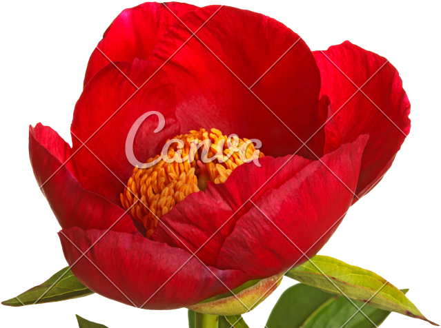 Single Red Peony Flower - Stock Photography (800x533)