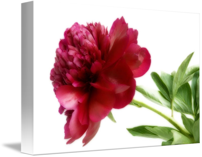 Common Peony (650x506)