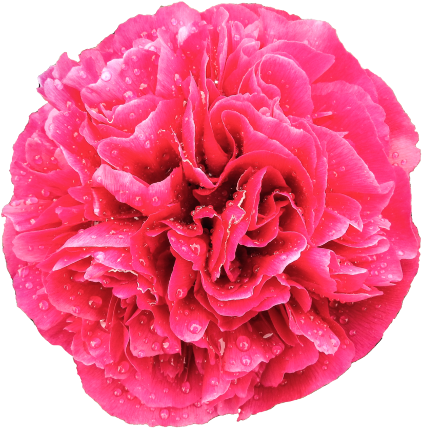 Rain Drops On Dark Pink Peony In Full Bloom By Bunny - Clip Art (894x894)