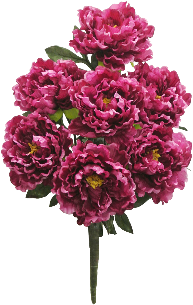 Beauty Peony Bush X7 Sale Item - Love Flower (700x1053)