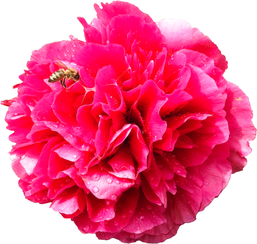 Peony With Bee By Bunny With Camera - Clip Art (894x894)