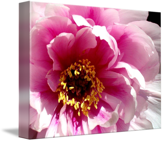 Common Zinnia (650x560)