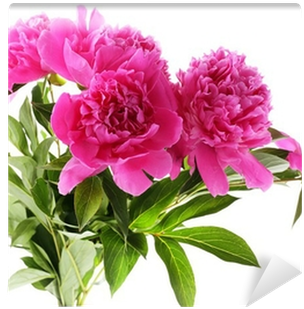 Beautiful Pink Peonies, Isolated On White Wall Mural - White (400x400)