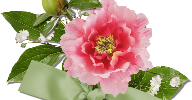 Common Peony (800x420)