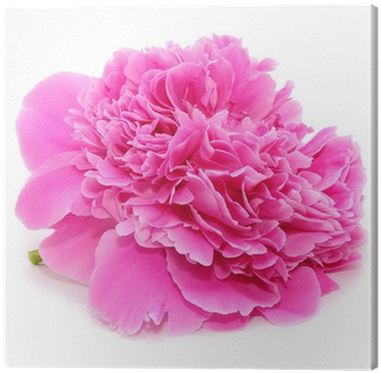 Pink Peony Flower Isolated On White Background Canvas - Catseye Blue Bunny On Flower Clam Mirror (400x400)