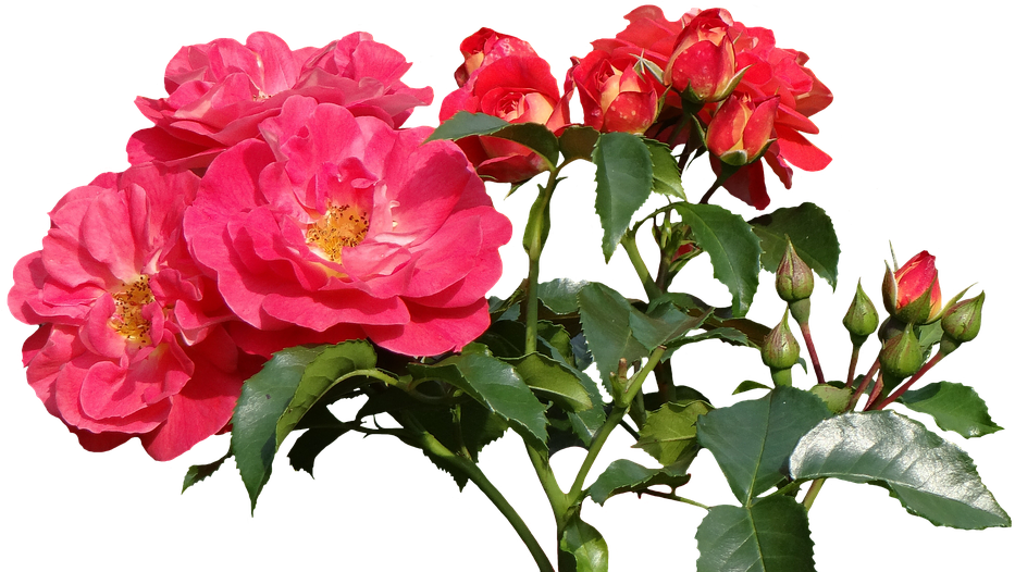 Peony Flower Cliparts 21, Buy Clip Art - Rose (960x539)