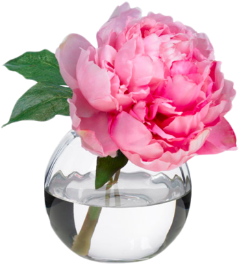Pink Peony Blossom Diane James Home - S13-pny.gft-pk Pink Peony Blossom Gift Hydrangea Alley, (366x400)