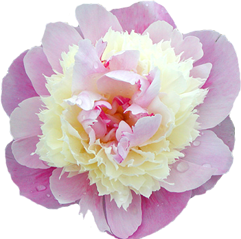 Pixels, Peony Flower, Store - Peony (500x375)