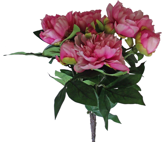 23" Peony Bush X 9~ Beauty - Garden Roses (550x487)