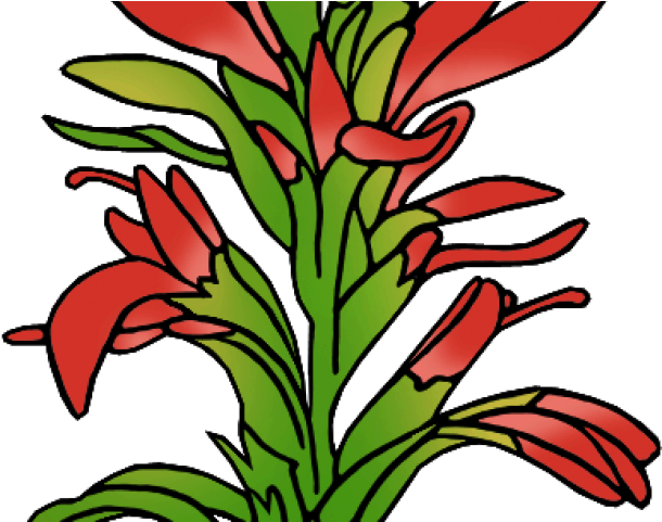 Indian Paintbrush Cliparts - Indian Paintbrush Cliparts (640x480)