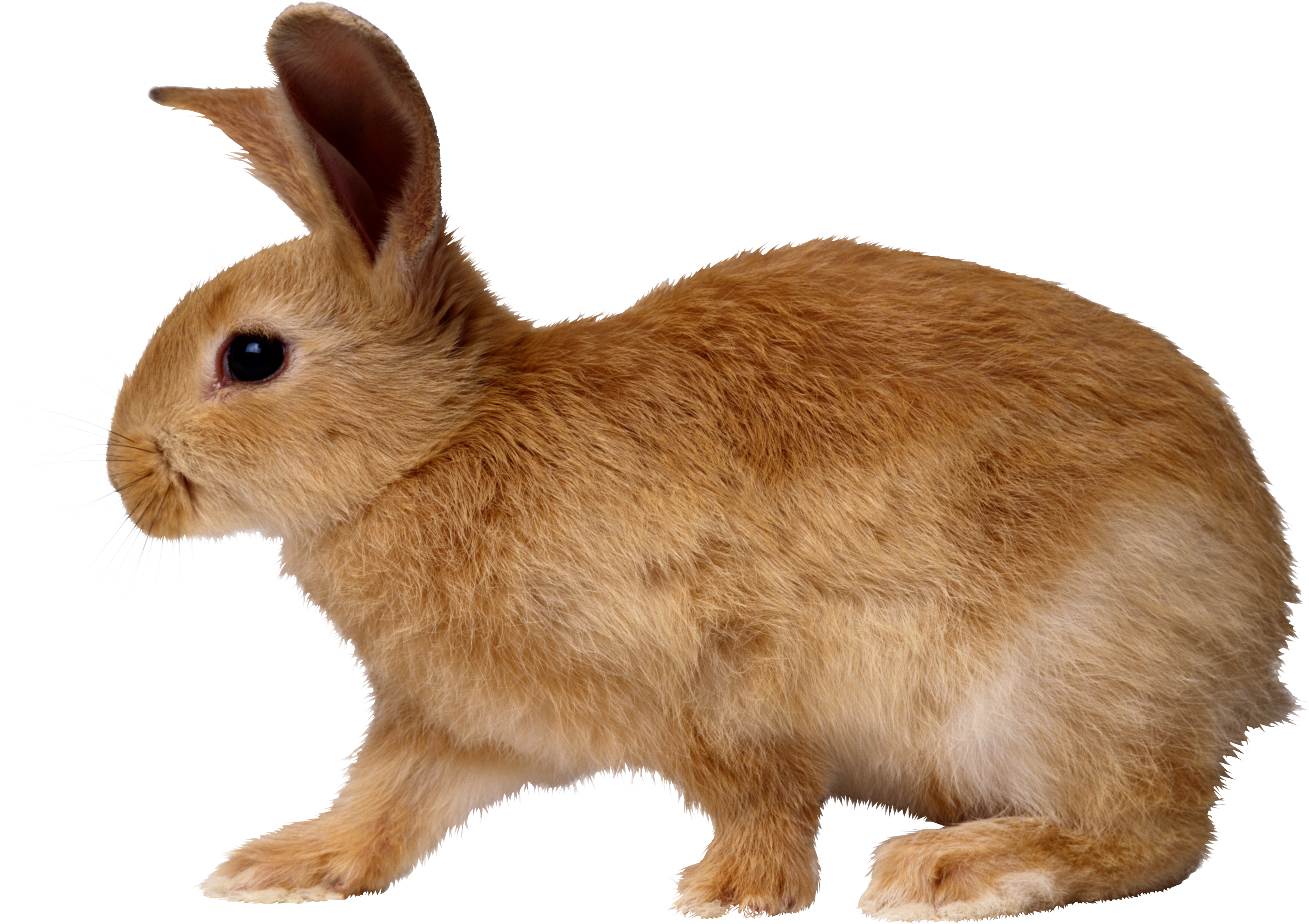 Rabbit Png - Rabbit Png (3317x2341)