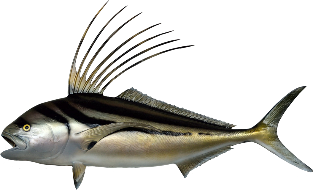 Striped Darter, Roosterfish Clipart - Sea Life Art Png (1181x742)