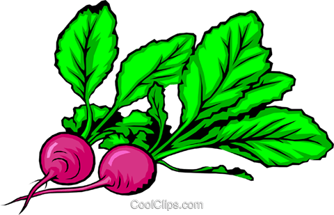 Two Radishes Royalty Free Vector Clip Art Illustration - Rabanos Animadas (480x309)