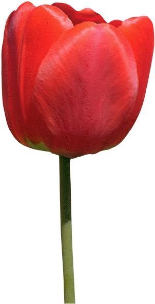 Red Tulip~ - Flower (302x594)