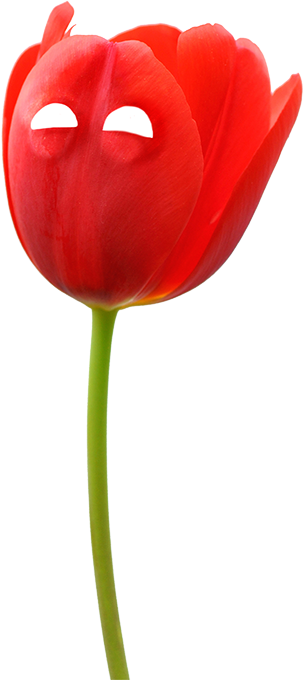 Уютный Цветочный Магазин Молодой Влюбленной Пары Из - Sprenger's Tulip (304x680)
