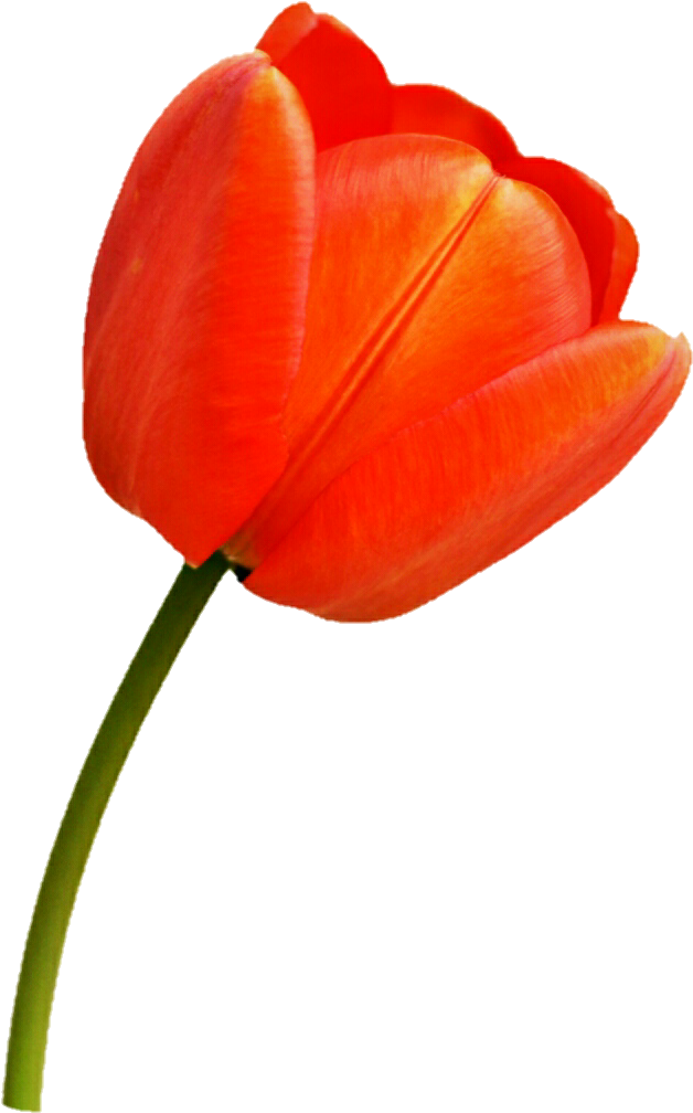 Orange Tulip By Jeanicebartzen27 - Orange Tulip Transparent (668x1051)