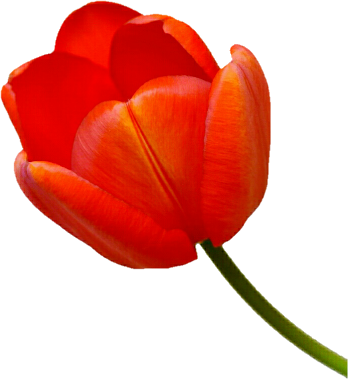 Orange Tulip By Jeanicebartzen27 - Tulip (719x776)
