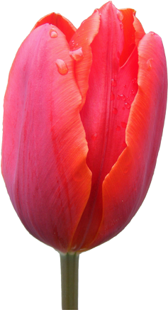 Sprenger's Tulip (270x450)