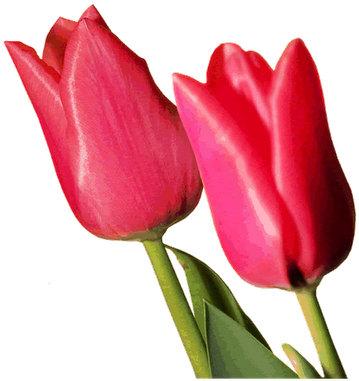 Bonitas Imagenes De Flores - Tulip (400x395)