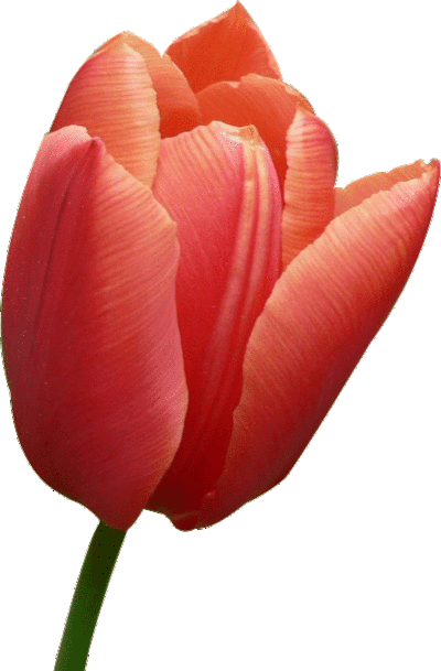 Image - Mother's Day Tulips Card (400x609)