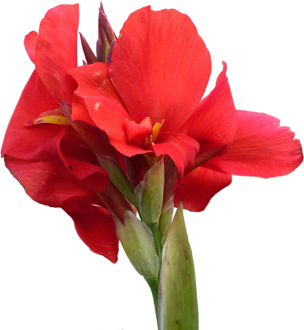 Canna Indica Amaryllis Belladonna Flower - Edible Canna (1200x1106)