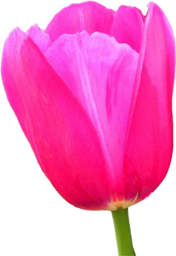 Monet Party Pink Tulip By Wasshere - Sprenger's Tulip (740x1040)