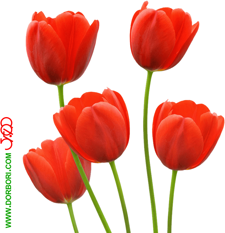 عکس گل لاله - Floral Bridal Tote, Adult Unisex, Natural (874x874)