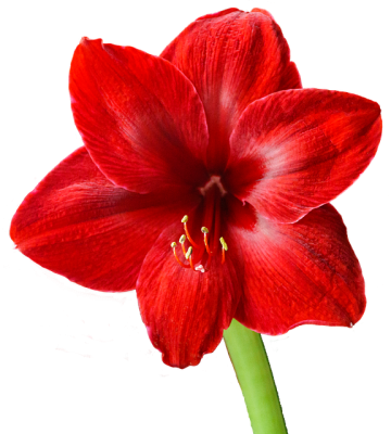 Amaryllis Poisonous Plant To Cats - Amaryllis Png (360x400)