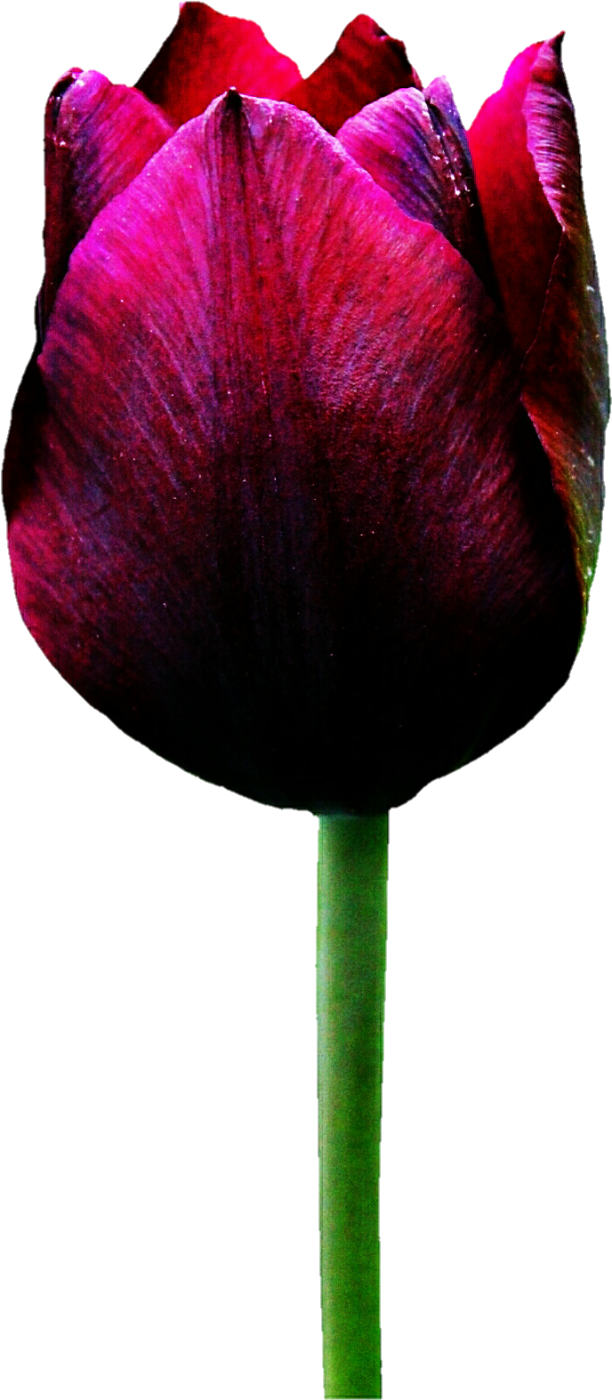 Merlot Tulip By Jeanicebartzen27 Merlot Tulip By Jeanicebartzen27 - Sprenger's Tulip (737x1620)