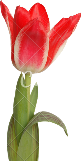 Red Tulip - Lady Tulip (278x550)