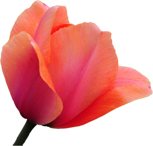 Harika Png Lale Resimleri Tulip Png - Img (500x479)