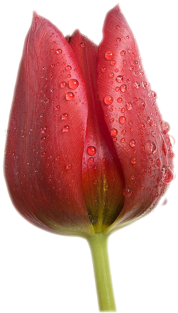 Gönderen Dert Zengini Zaman - Tulip (387x522)