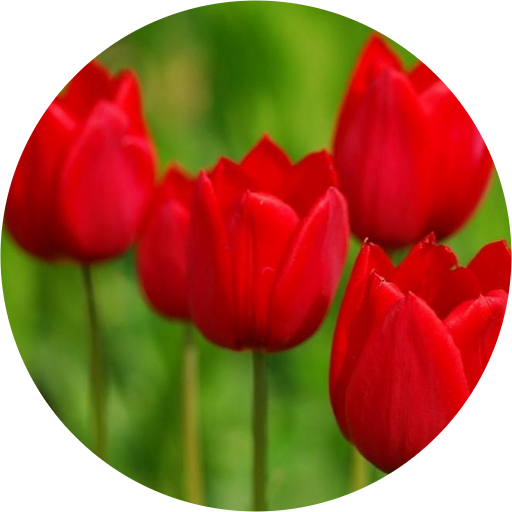 Wintery Bough And Magpies (512x512)