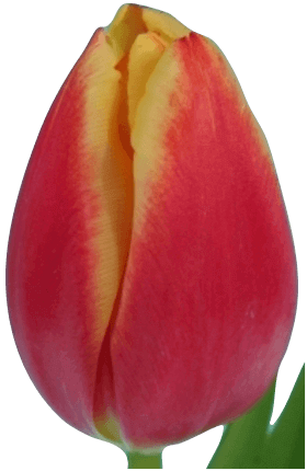 Тюльпан Лин Ван Дер Марк - Tulip (280x430)