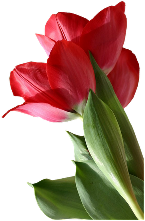 Photo - Deus Te Proteja (530x802)