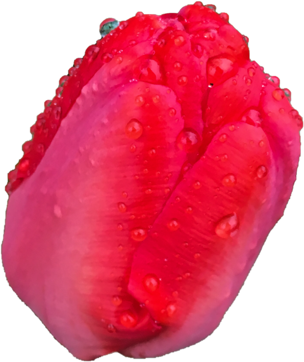 Tulip Head Png By Bunny With Camera - Tulip (774x1032)