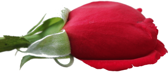 442x294, 558x239, - Japanese Camellia (558x239)