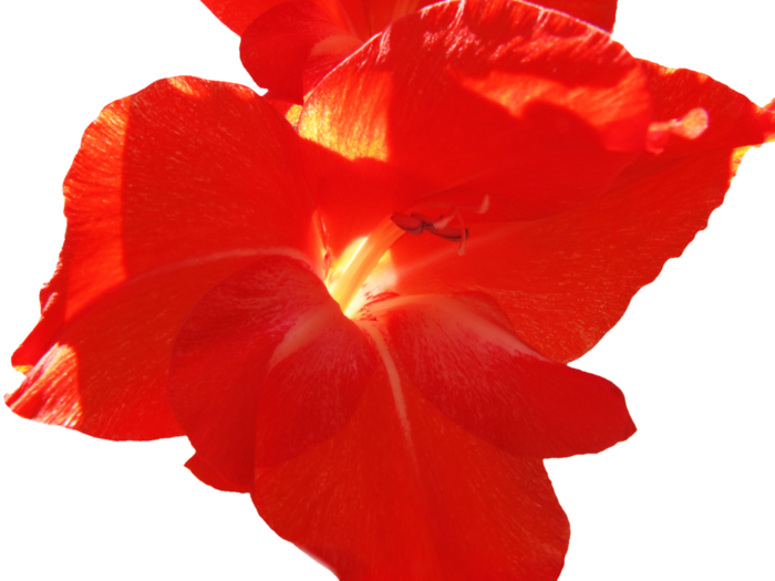 Red Gladiolus - Gladiolus (700x525)