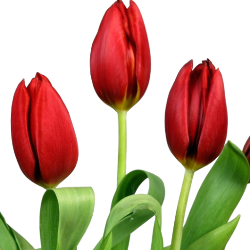 Cinco Pontos Do Calvinismo (512x512)