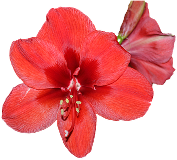 Amaryllis Blossom Bloom Red Isolated Trans - Amaryllis Flower Transparent (510x340)