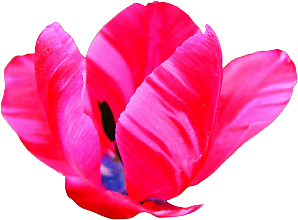Pink Zebra Tulip By Jeanicebartzen27 - Crocus (1024x780)